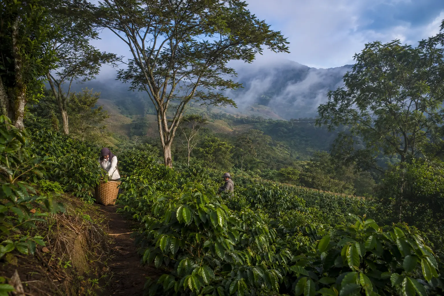 Coffee plants across the green Matagalpa highlands
